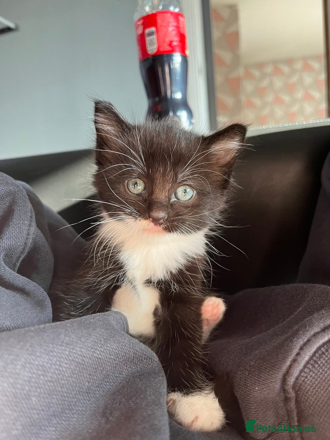 Ragdoll cats for sale: Black and white ragdoll cross  - Image 2