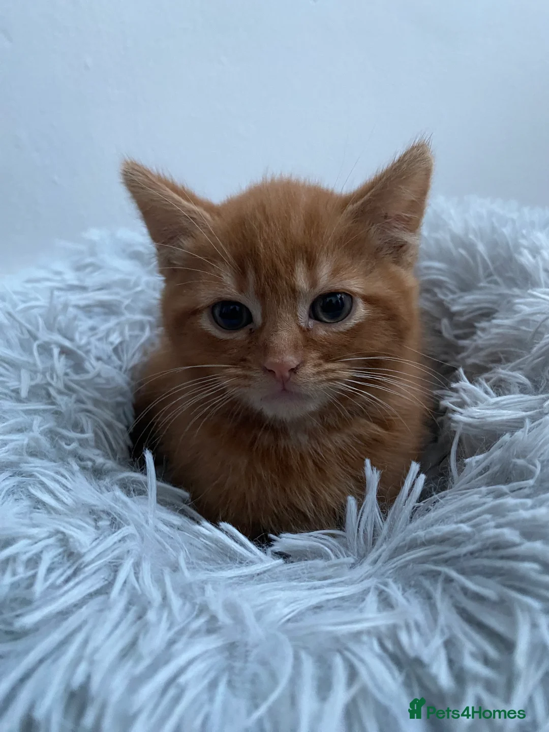 Mixed Breed cats for sale: Cute dark ginger kitten awaiting forever home 🏡  - Advert 7