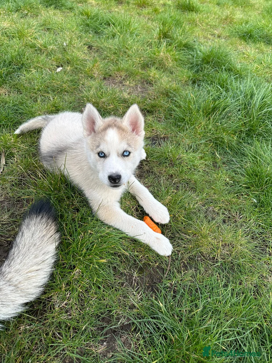 Siberian Husky dogs for sale: Pure Siberian Huskie pups - Advert 23