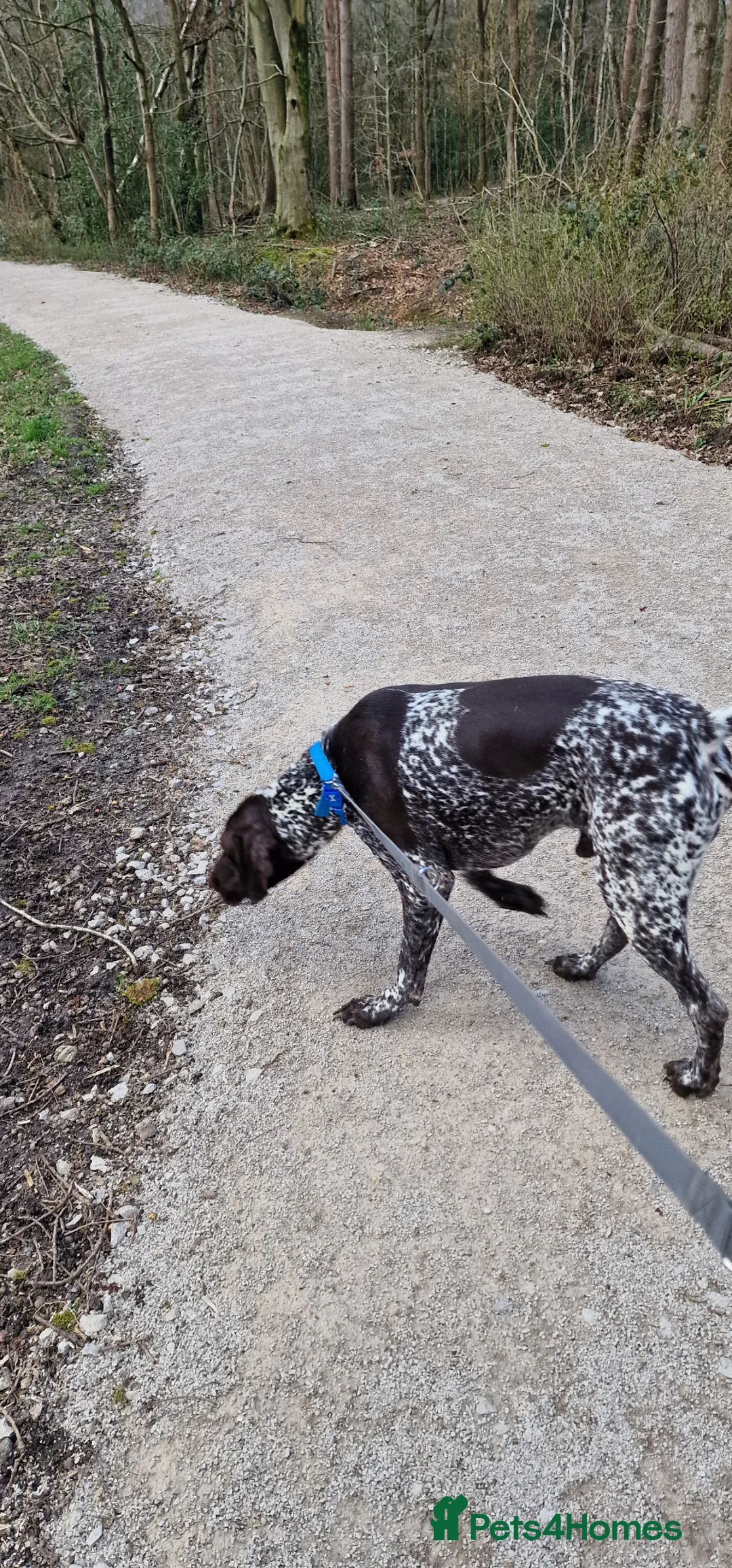 German Shorthaired Pointer dogs for sale: Loving 2 year old male in Stoke-on-Trent - Advert 4