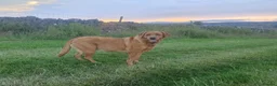 Labrador Retriever dogs for sale: KC Labrador Puppies 🧬 Sire Clear all 7 DNA Tests - Advert 15