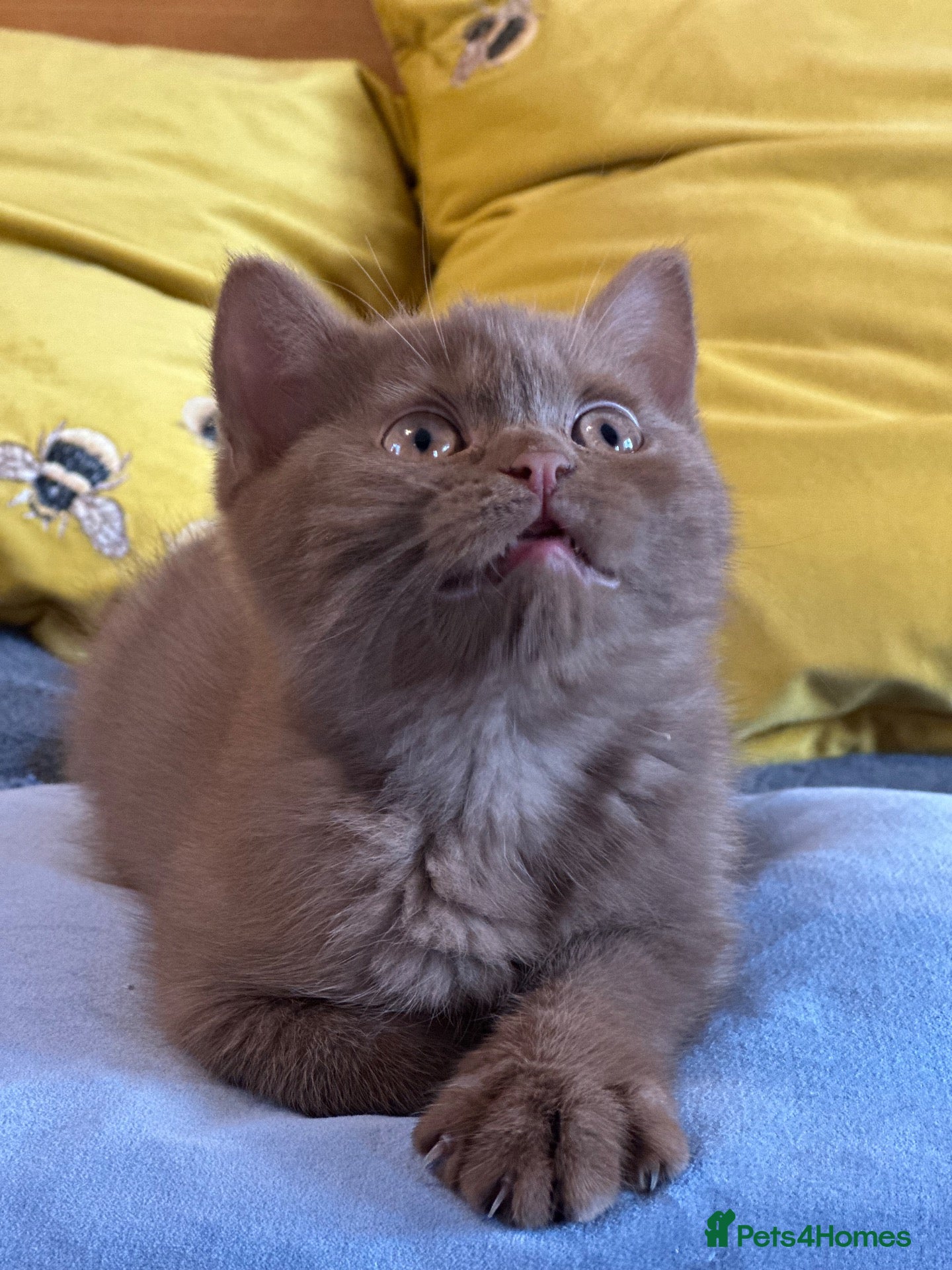 British Shorthair cats Champion British shorthair kittens very rare  - Advert 14