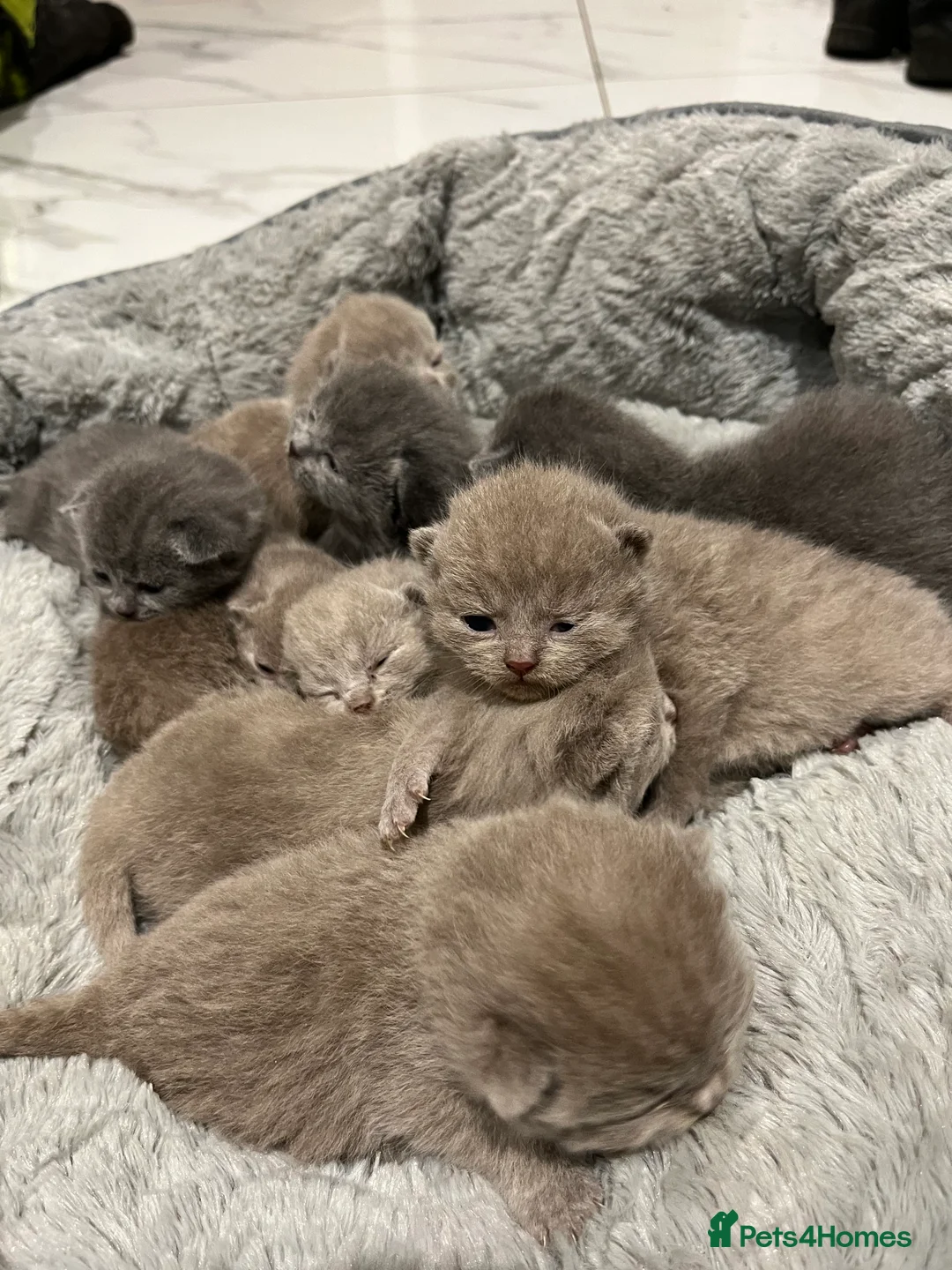 British Shorthair cats for sale: British Shorthair kittens 🐈‍⬛ - Advert 2