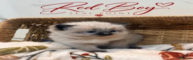 Ragdoll 3