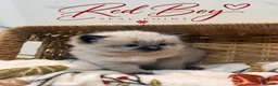 Ragdoll cats for sale: ✨ STUNNING GCCF RAGDOLL BABIES ✨ - Advert 4