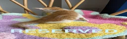 Mixed Breed cats for sale: Stunning cuddly kittens for forever homes - Advert 5