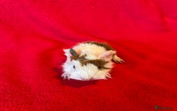 Guinea Pig rodents for sale: Mixed guinea pigs for sale  - Image 6