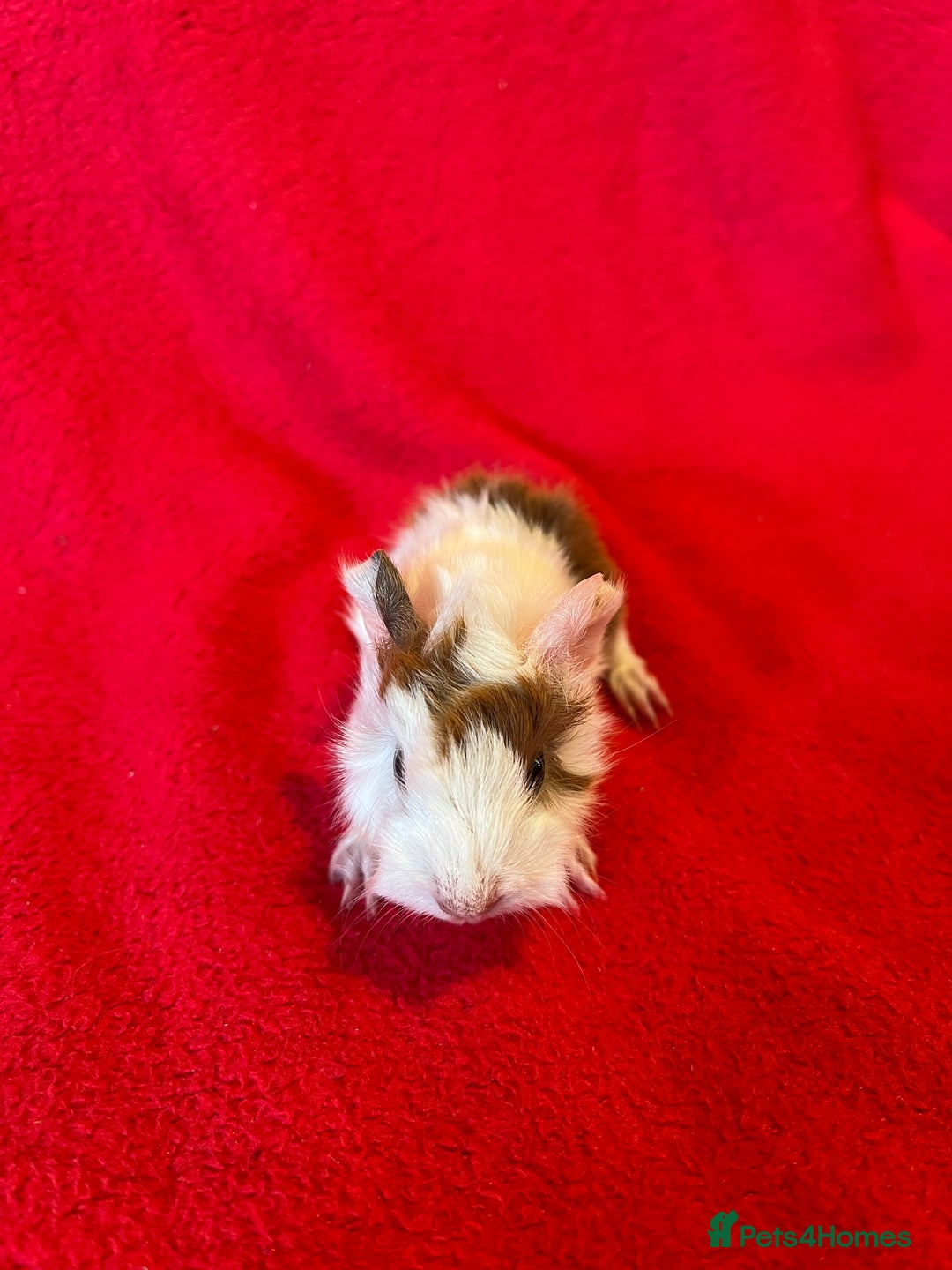 Guinea Pig rodents for sale: Mixed guinea pigs for sale  - Image 6