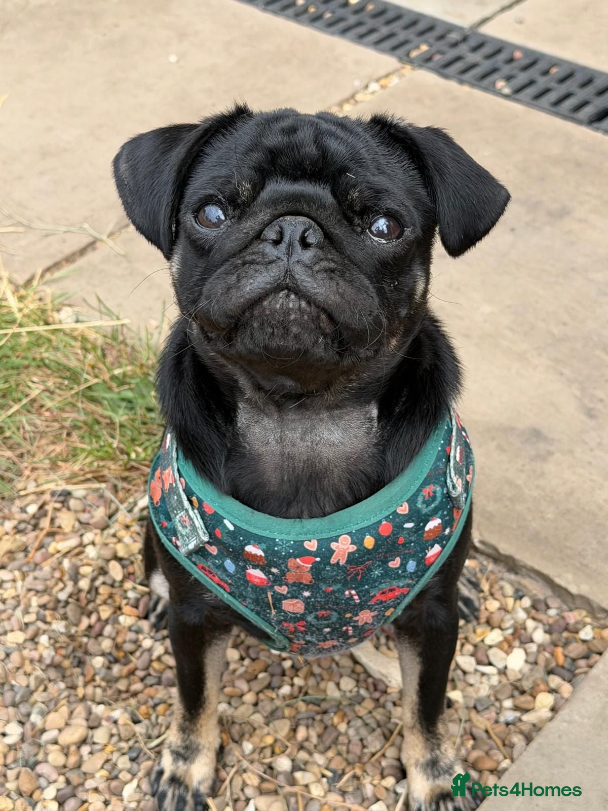 Pug dogs Male pug for sale - Advert 5