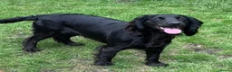 Cocker Spaniel dogs for sale: Female working cocker - Advert 6