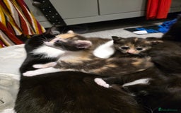 British Longhair cats for sale: 7 kittens boys and girls. British longhair cross  - Image 3