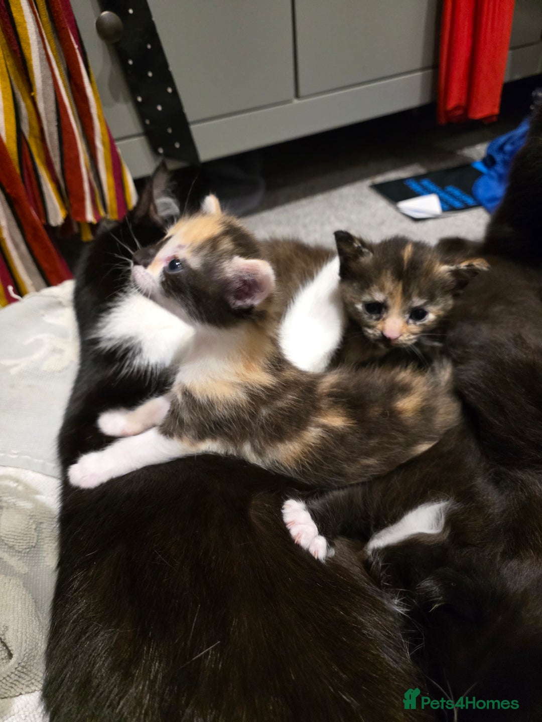British Longhair cats for sale: 7 kittens boys and girls. British longhair cross  - Image 3