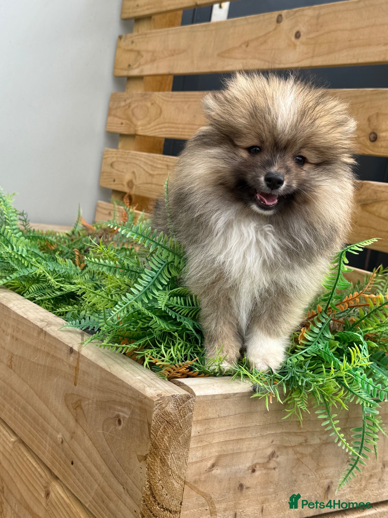 Pomsky dogs Stunning  **  Pomsky Boy - Advert 1