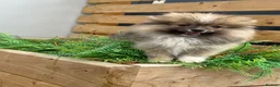 Pomsky dogs for sale: Stunning  **  Pomsky Boy - Advert 1