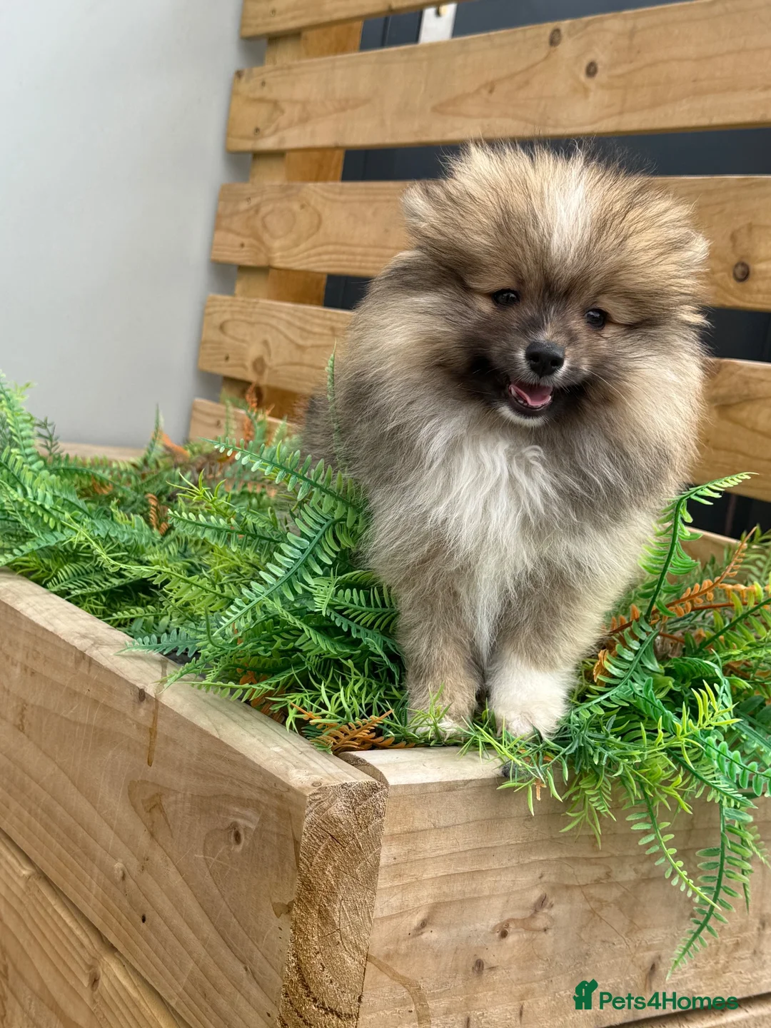Pomsky dogs for sale: Stunning  **  Pomsky Boy - Advert 1