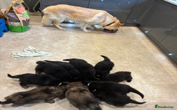 German Shepherd dogs for sale: Adorable German Shepherd Pups - Advert 12