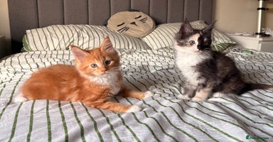 Maine Coon cats - Advert 13