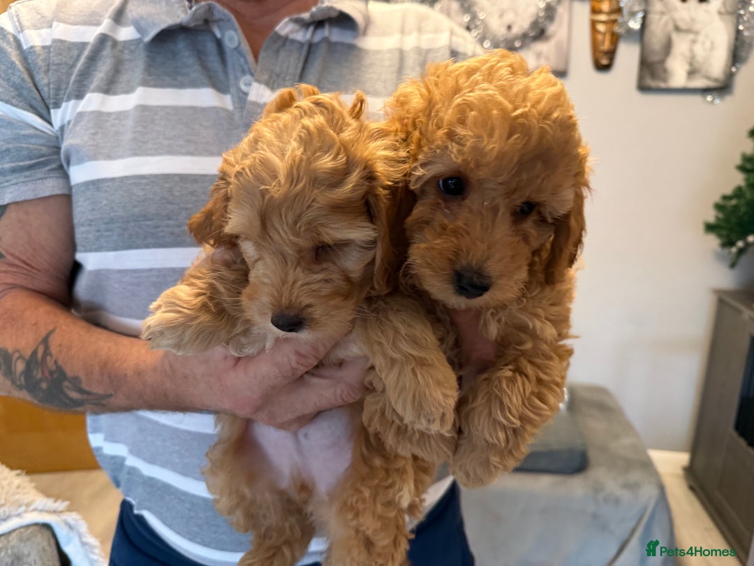 Cockapoo dogs for sale: F2Bb Cockapoo puppies  - Advert 12