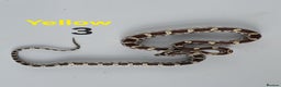 Corn Snake reptiles for sale: Baby Cornsnakes  - Advert 2