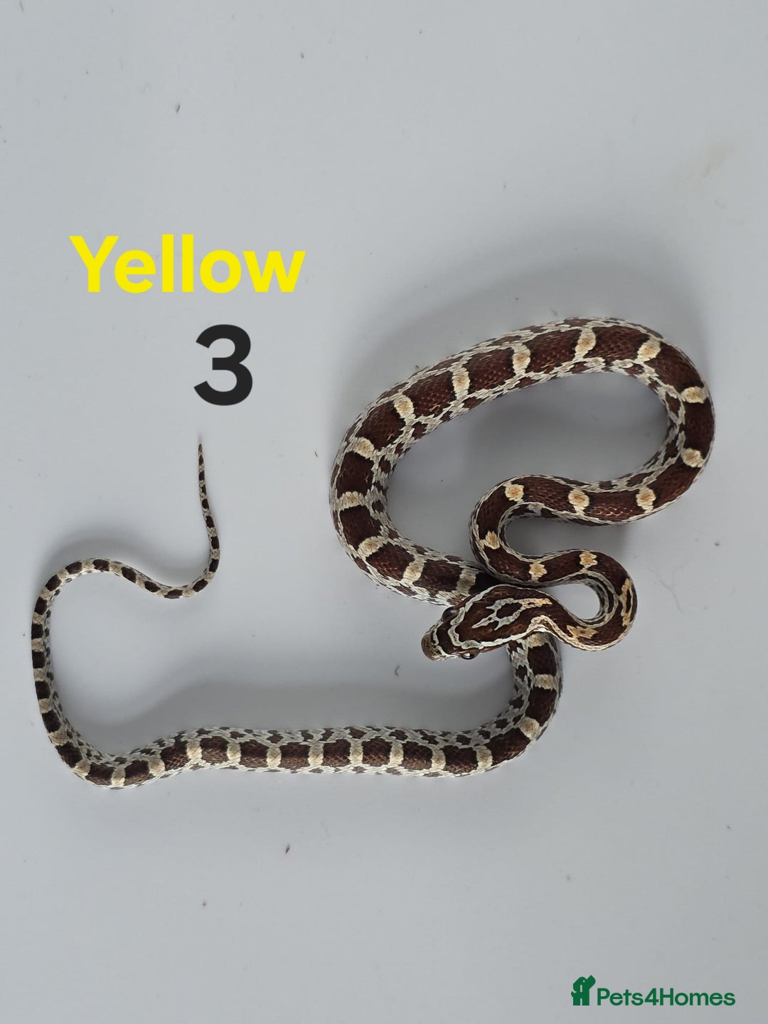 Corn Snake reptiles for sale: Baby Cornsnakes  - Advert 2