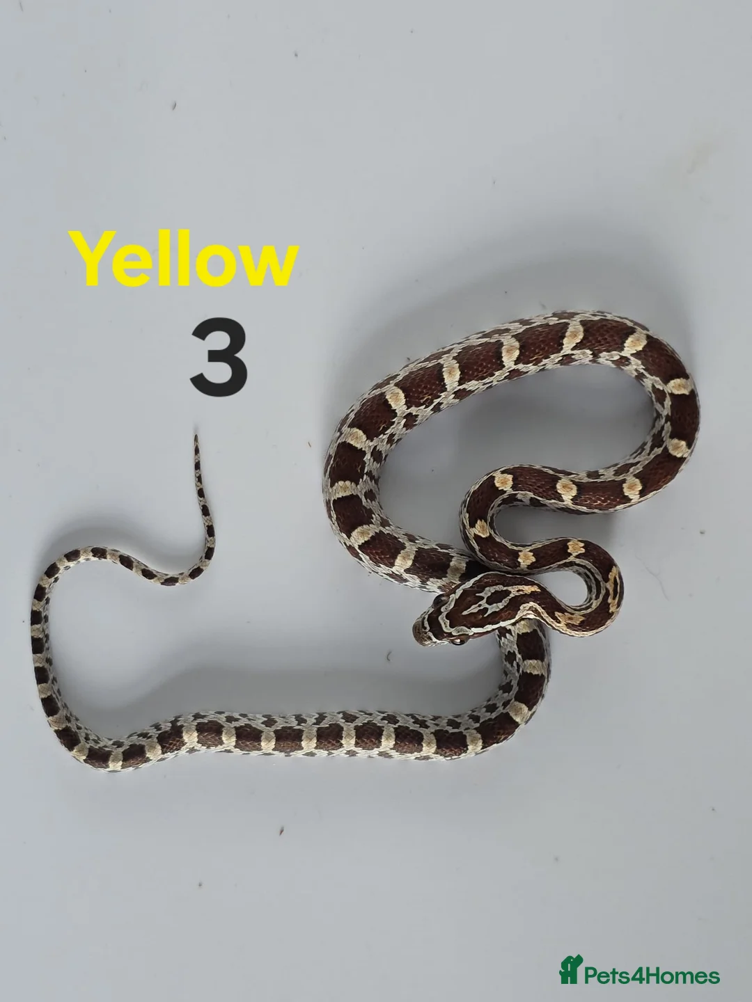 Corn Snake reptiles for sale: Baby Cornsnakes  - Advert 2