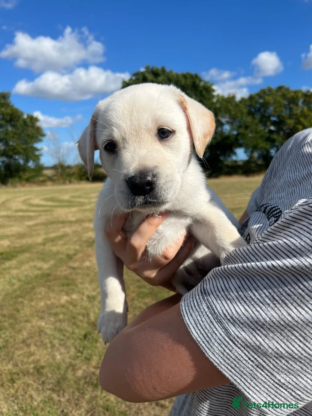 Labrador Retriever dogs for sale: Golden Labrador  in Beccles - Advert 1