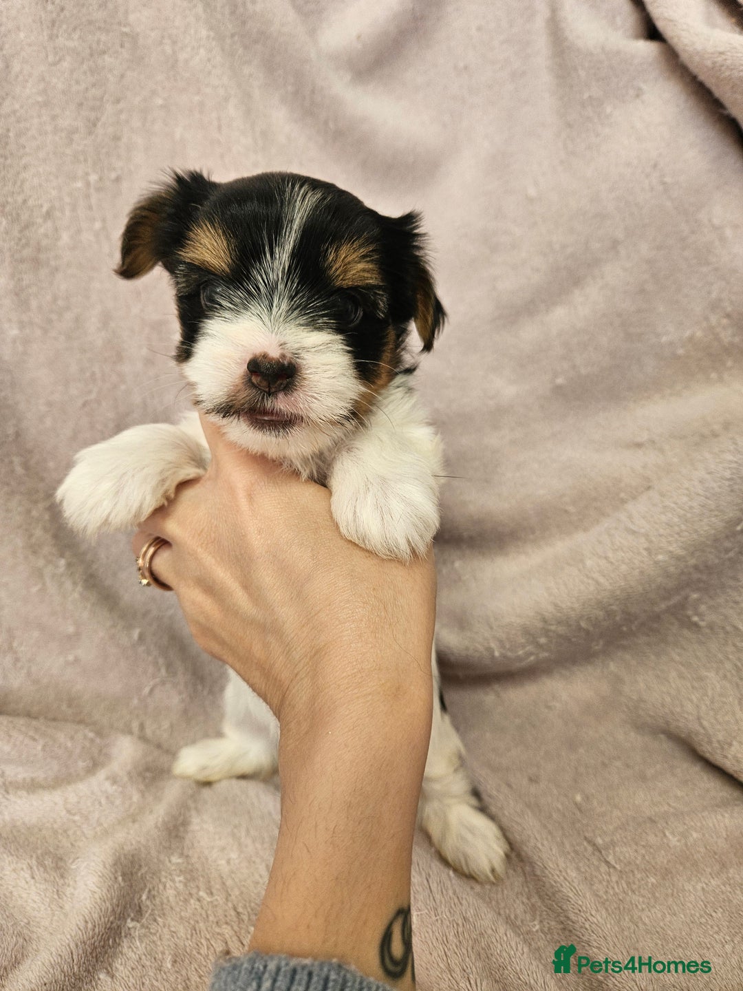 Yorkshire Terrier dogs for sale: ❤️ DNA Tested parents ❤️ Yorkie puppies  - Advert 19