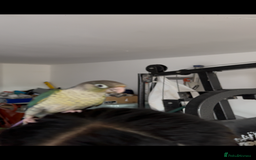 Conures birds for sale: Tamed hand-fed baby conure - Image 13