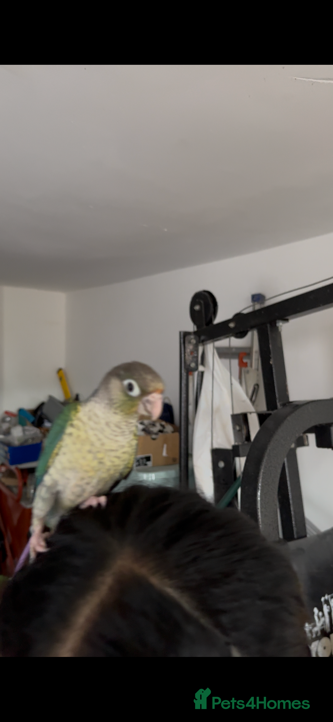 Conures birds for sale: Tamed hand-fed baby conure - Image 13