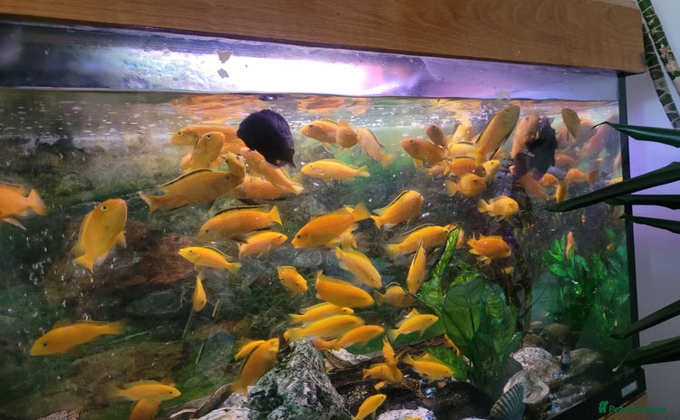 Cichlids fish - Advert 1