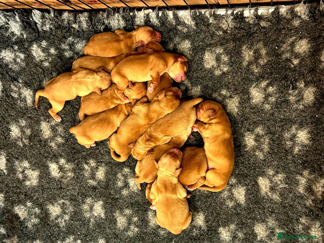 Golden Retriever dogs for sale: ⭐ DARK golden retriever puppies 🐶  - Image 2