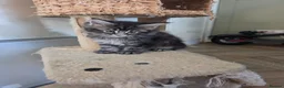 Maine Coon cats for sale: Beautiful Male Maine Coon kittens - Advert 5