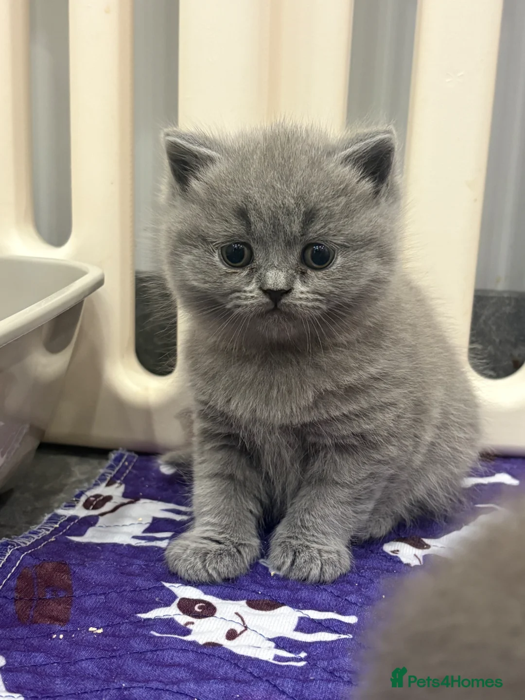 British Shorthair cats for sale: Short haired kittens from pedigree parents  - Advert 2