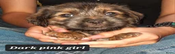 Mixed Breed dogs for sale: Rottweiler cross Shih Tzu puppies - Advert 7