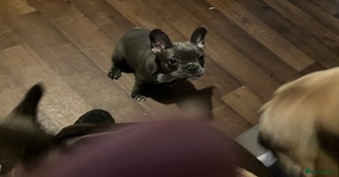 French Bulldog dogs - Advert 8