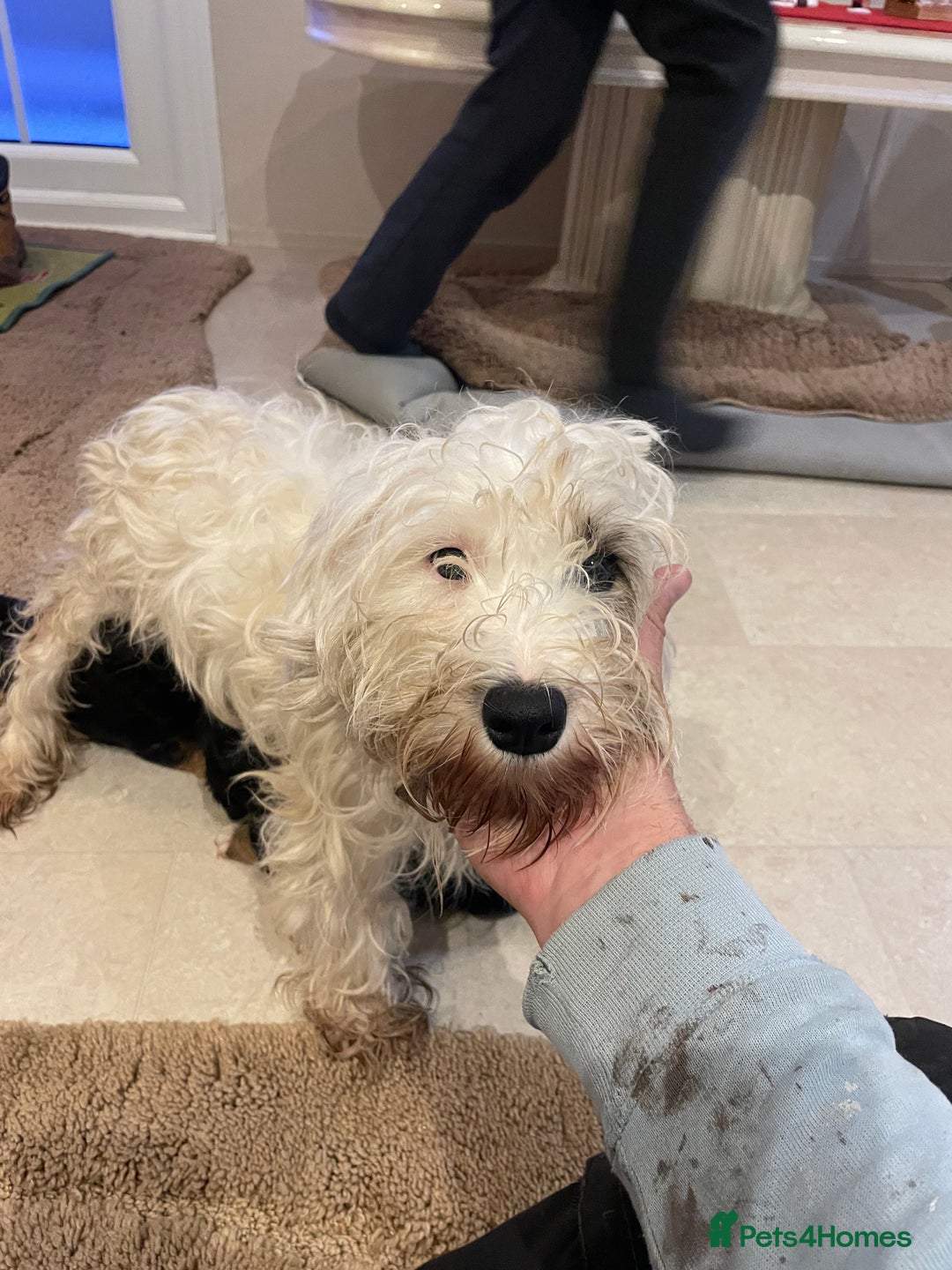 Mixed Breed dogs for sale: Sealyham terrier cross jack russel terrier  - Advert 24