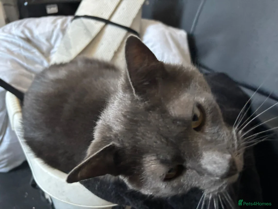 Mixed Breed cats for sale: Heartbreaking rehoming spud - Advert 2