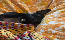 Mixed Breed dogs for sale: Jack Russell X Mixed Breed ‘Jet’ - Image 13