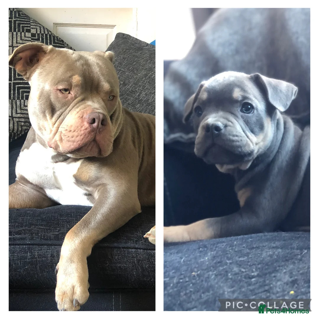 American Bully dogs for stud: ABKC REGISTERED POCKET BULLY STUD in Waterlooville - Advert 10
