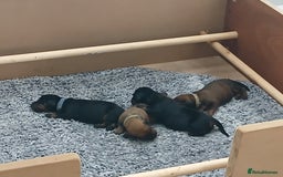 Dachshund dogs for sale: Standard dachshund puppies - Image 2