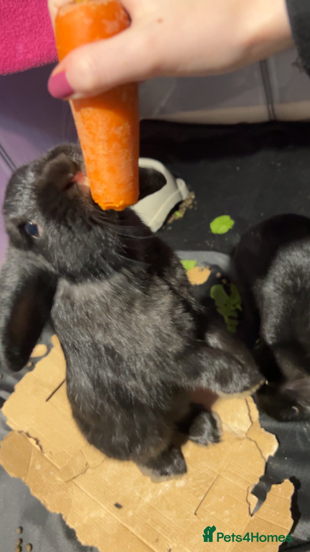 Mini Lop rabbits for sale: Black mini loop male and female  - Advert 3
