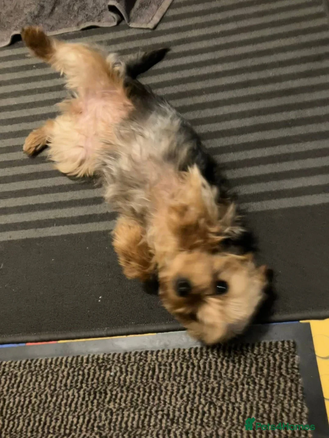 Yorkshire Terrier dogs for sale: 1 year old female Yorkshire Terrier - Advert 4