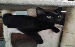 Mixed Breed cats for adoption: JAFFA - Image 1