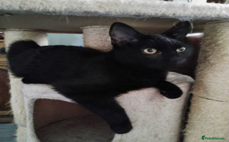 Mixed Breed cats - Advert 2