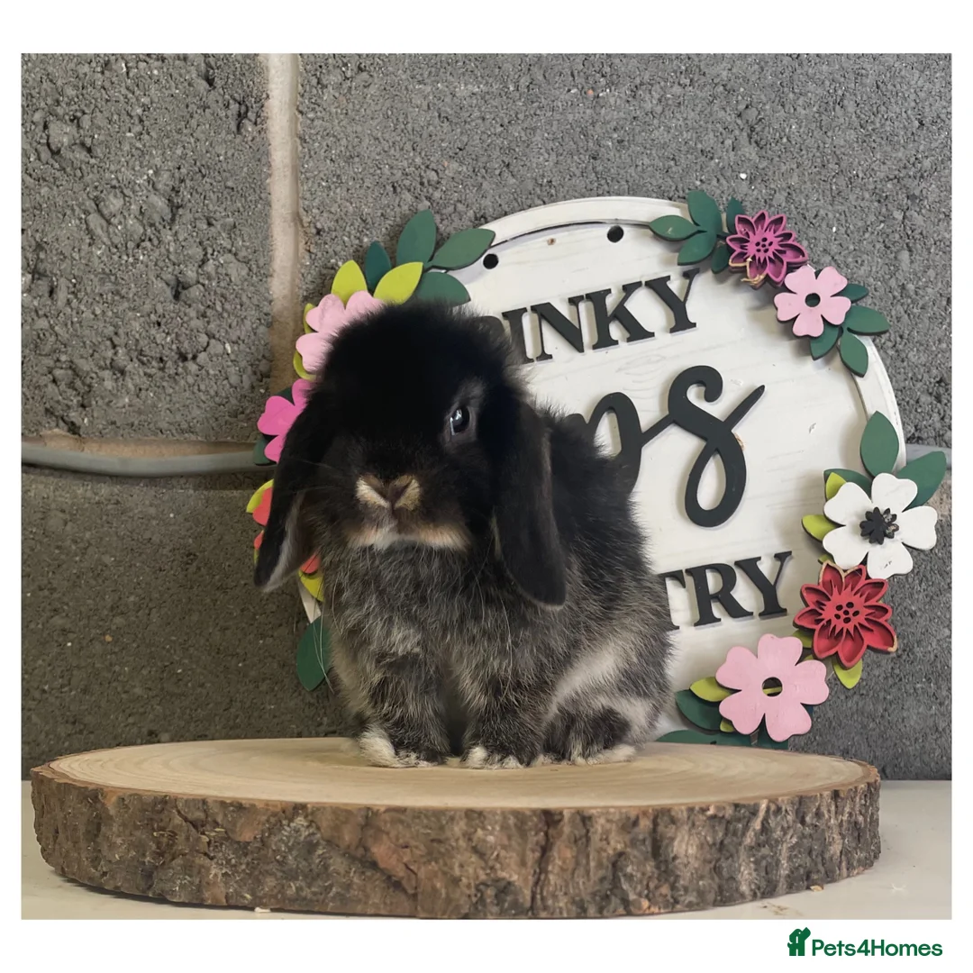 Mini Lop rabbits for sale: ɢᴏʀɢᴇᴏᴜꜱ ᴍɪɴɪ ʟᴏᴘꜱ ꜰᴏʀ ꜱᴀʟᴇ - Advert 2