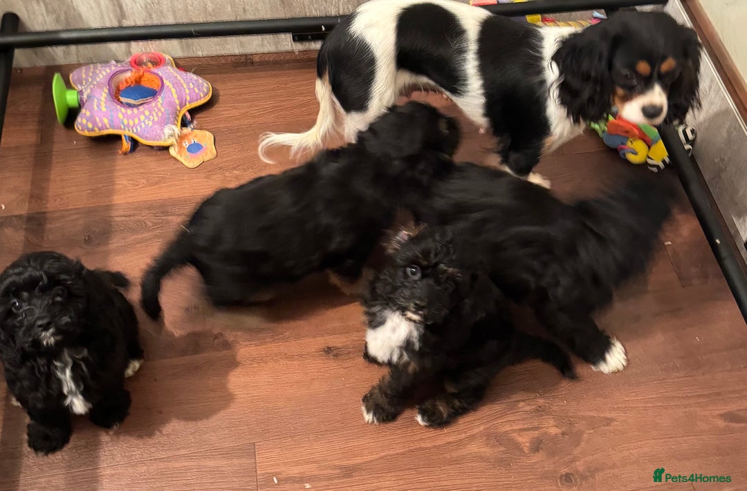 Cavapoo dogs for sale: Cavapoo F1 pups health tested parents  - Image 16