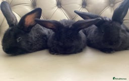 Flemish rabbits for sale: FLEMISH GIANT,CROSS - Advert 7
