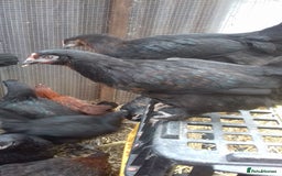 Chickens poultry for sale: Black copper marans hybrid pullets  - Image 2