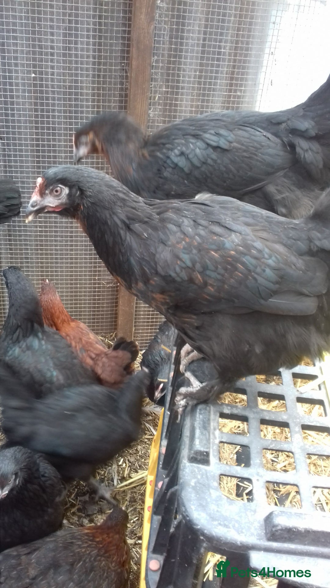 Chickens poultry for sale: Black copper marans hybrid pullets  - Image 2