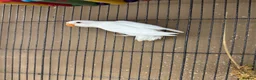 Lovebirds birds for sale: For Sale: Beautiful 6-month-old Albino Lovebird!  - Advert 2